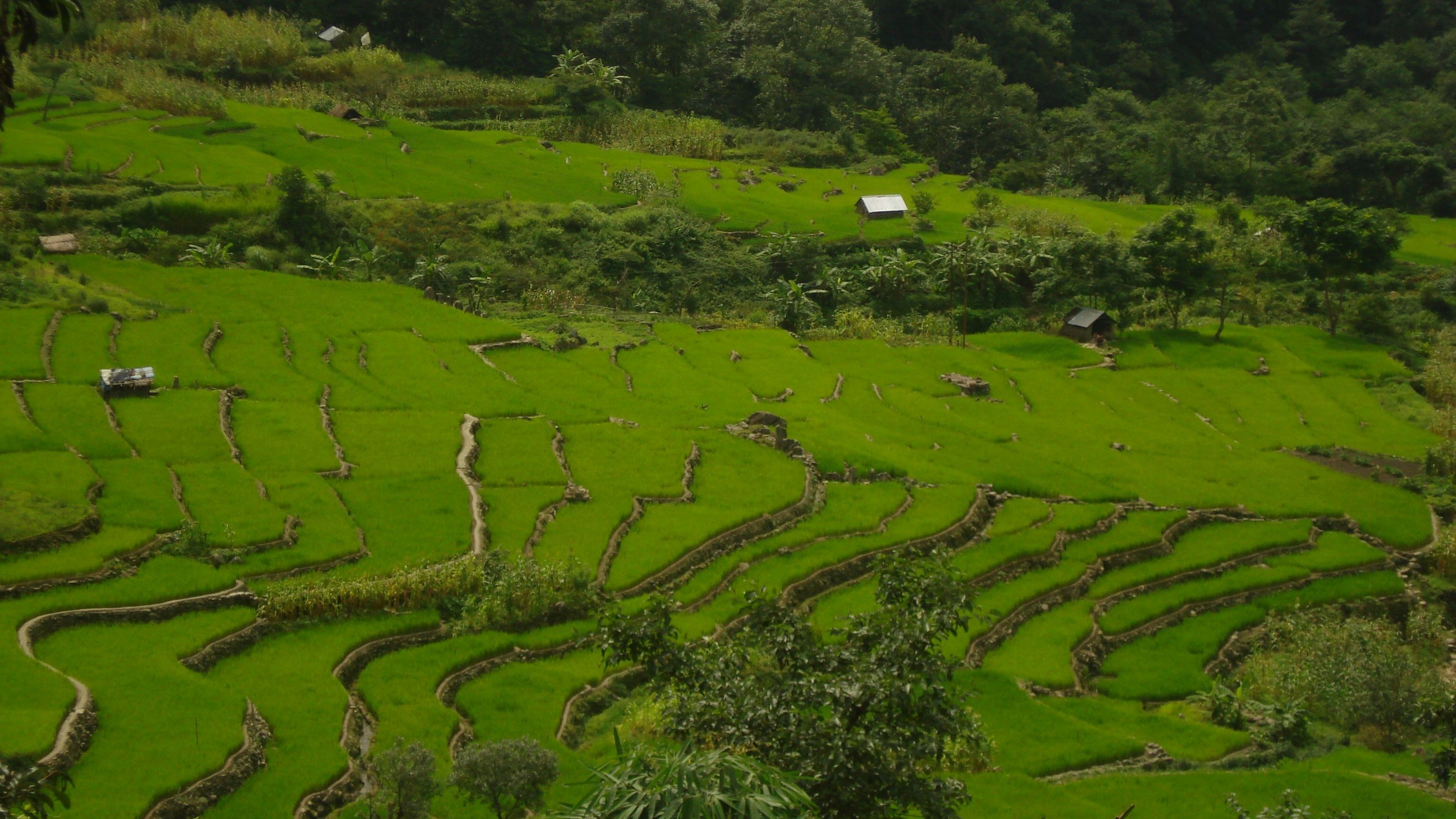 Khonoma, offbeat Nagaland — landscape view