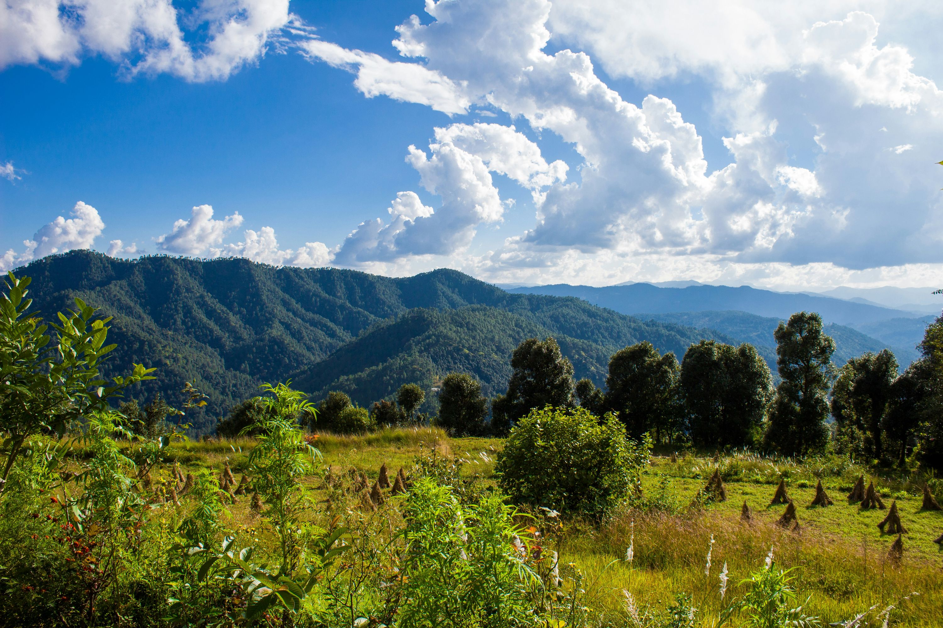 Binsar — photo 2