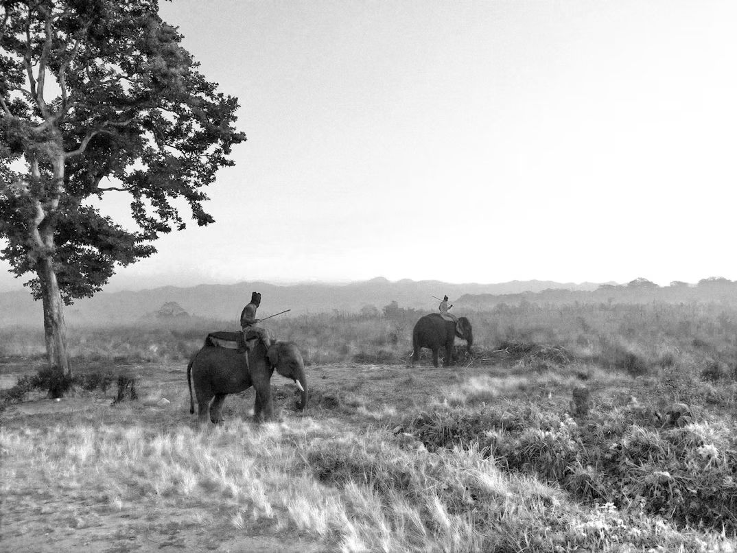 Jaldapara and Gorumara — photo 3