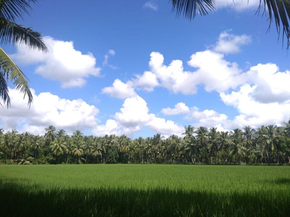 Konaseema — photo 2