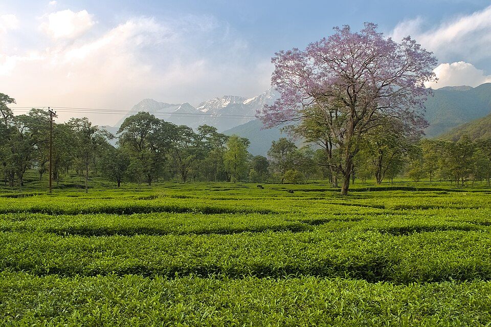 Kangra — photo 2