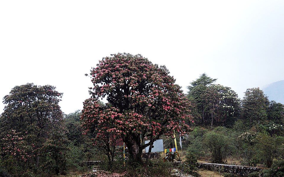 Barsey Rhododendron Sanctuary — photo 2
