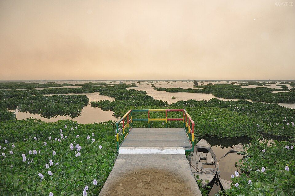 Harike Wetland — photo 3