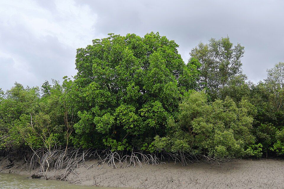 Sundarbans — photo 2