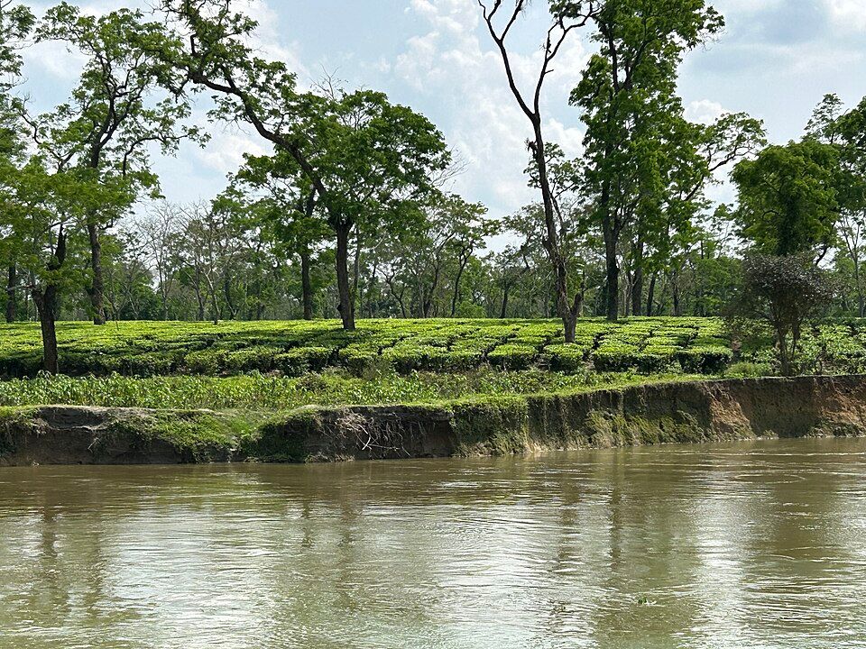 Dibru-Saikhowa National Park — photo 3