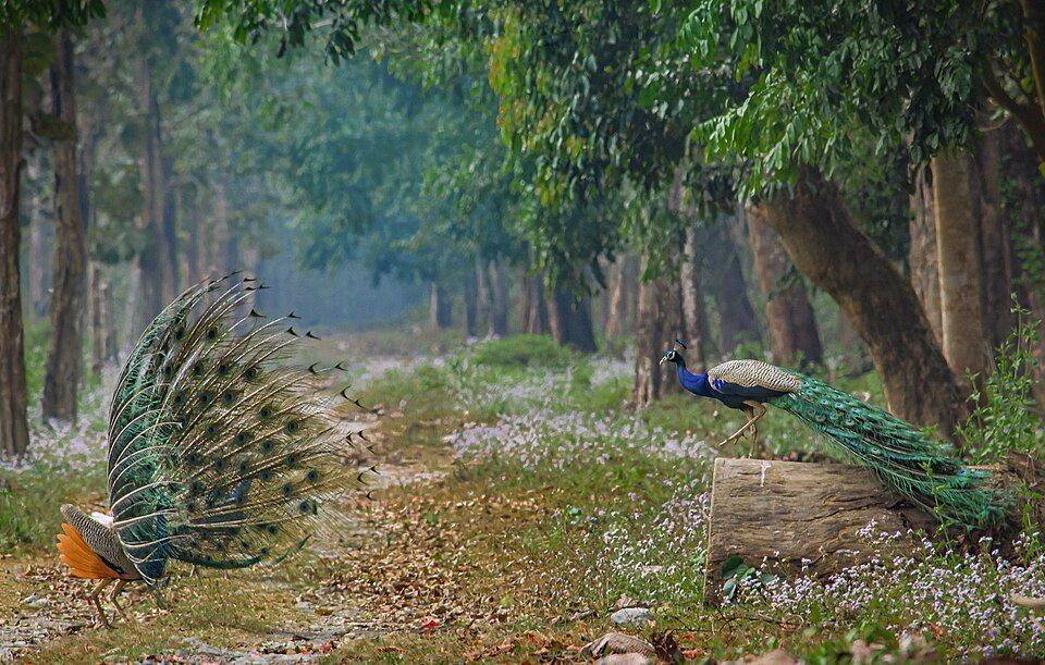Buxa Tiger Reserve — photo 3