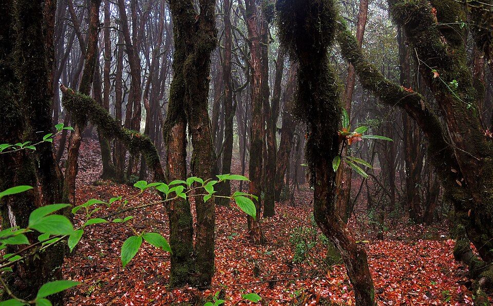 Barsey Rhododendron Sanctuary, offbeat Sikkim — landscape view