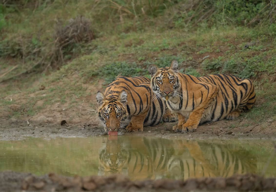Sundarbans, offbeat West Bengal — landscape view