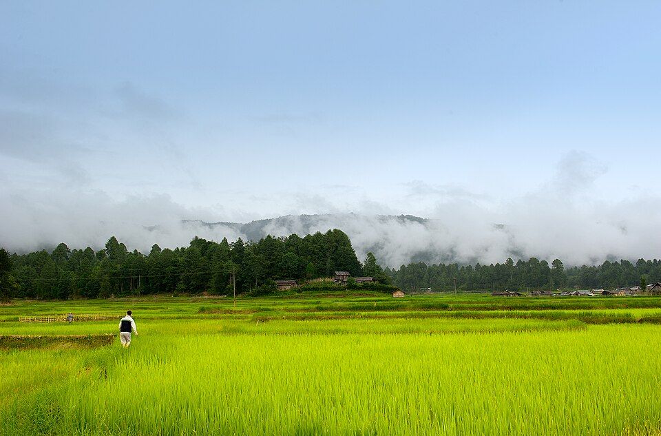 Ziro Valley — photo 3