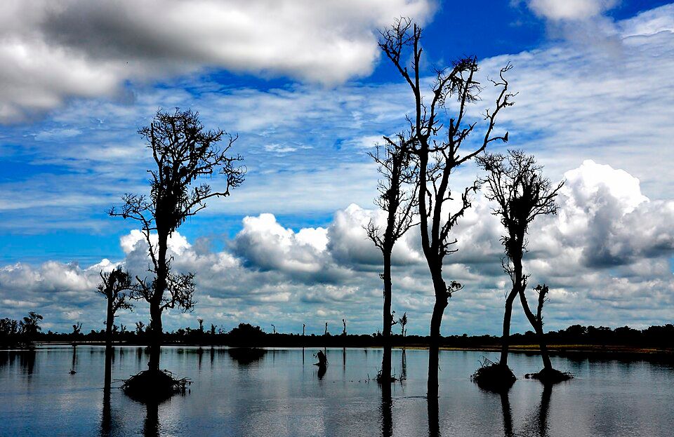 Dibru-Saikhowa National Park — photo 2