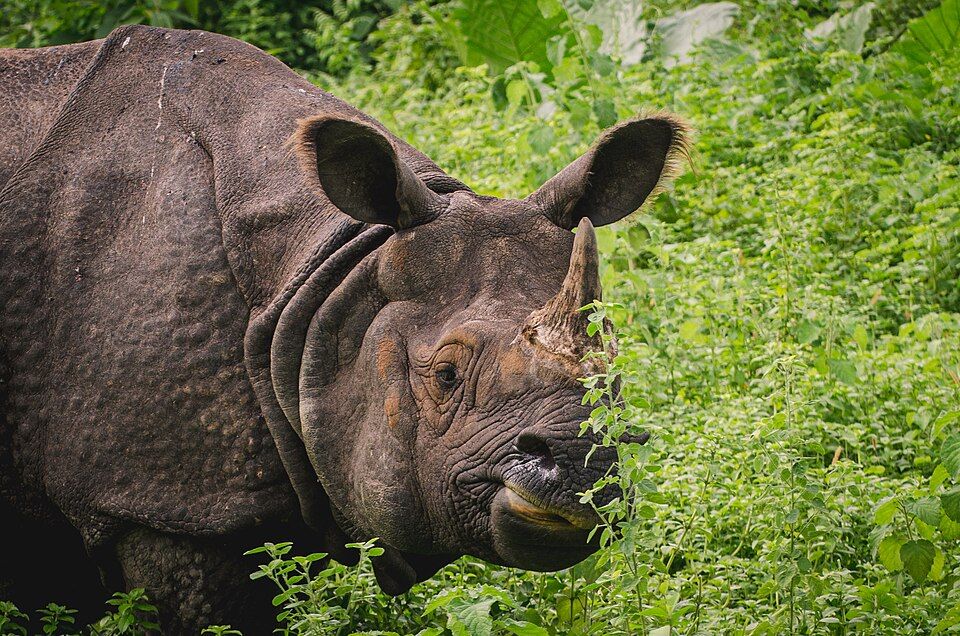 Manas National Park, offbeat Assam — landscape view