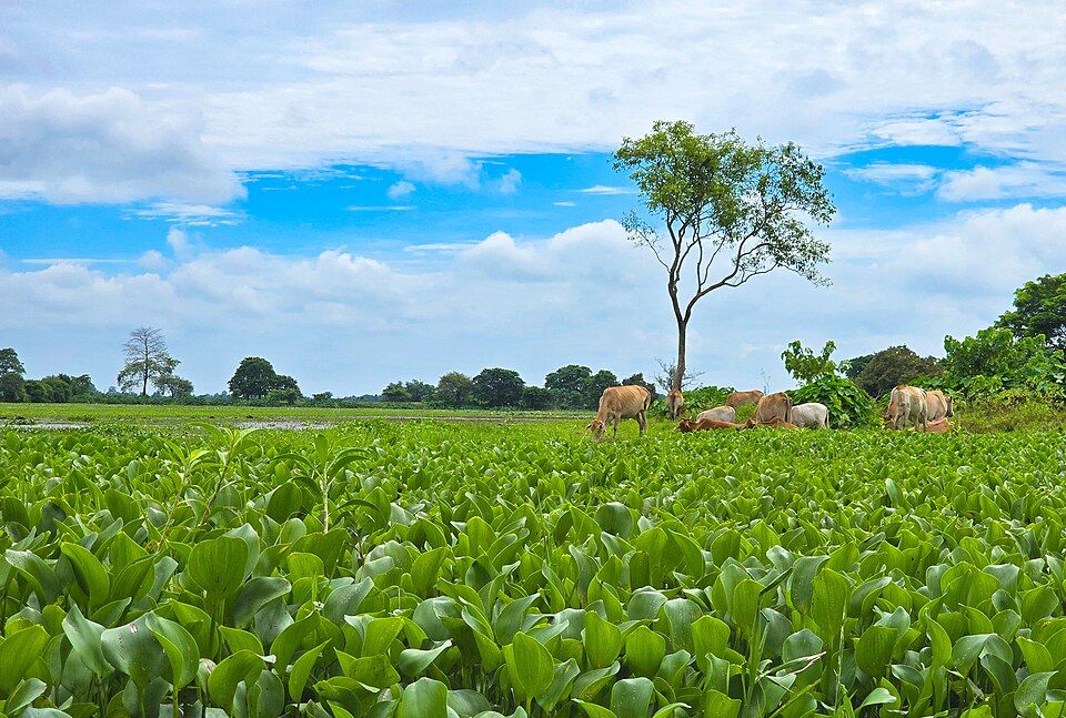 Sivasagar — photo 2