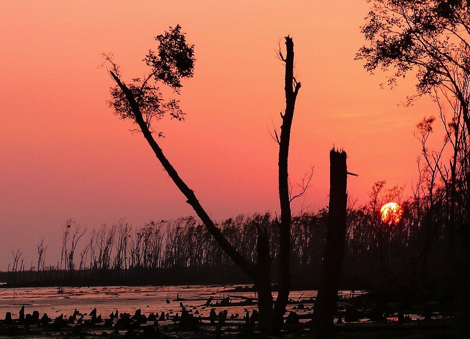 Sundarbans — photo 3