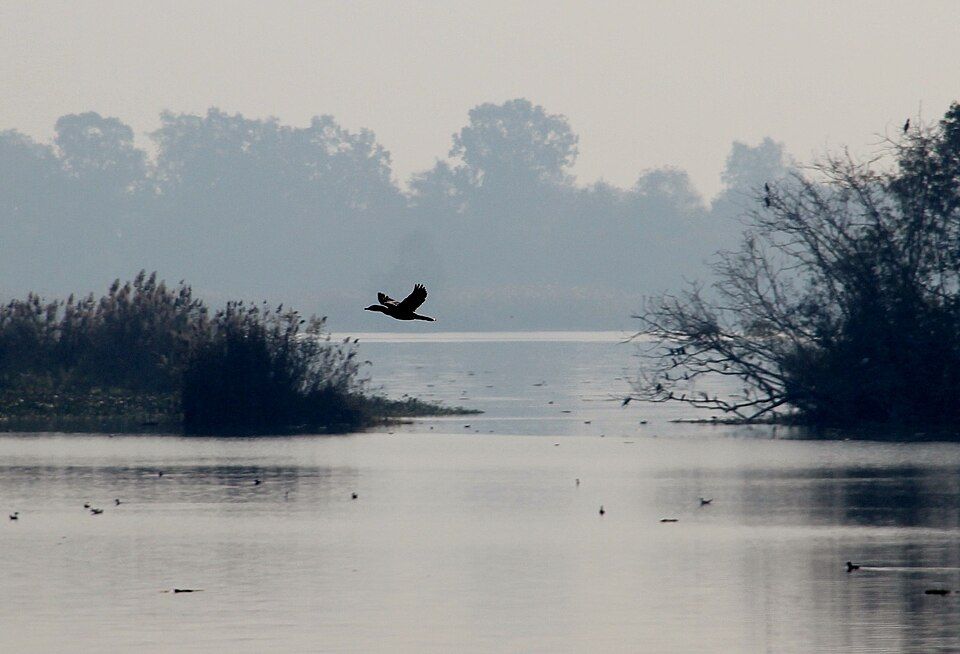 Harike Wetland — photo 2