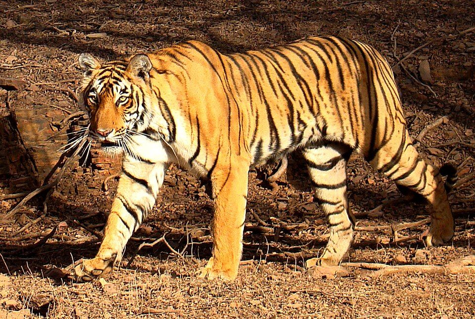 Valmiki Tiger Reserve, offbeat Bihar — landscape view