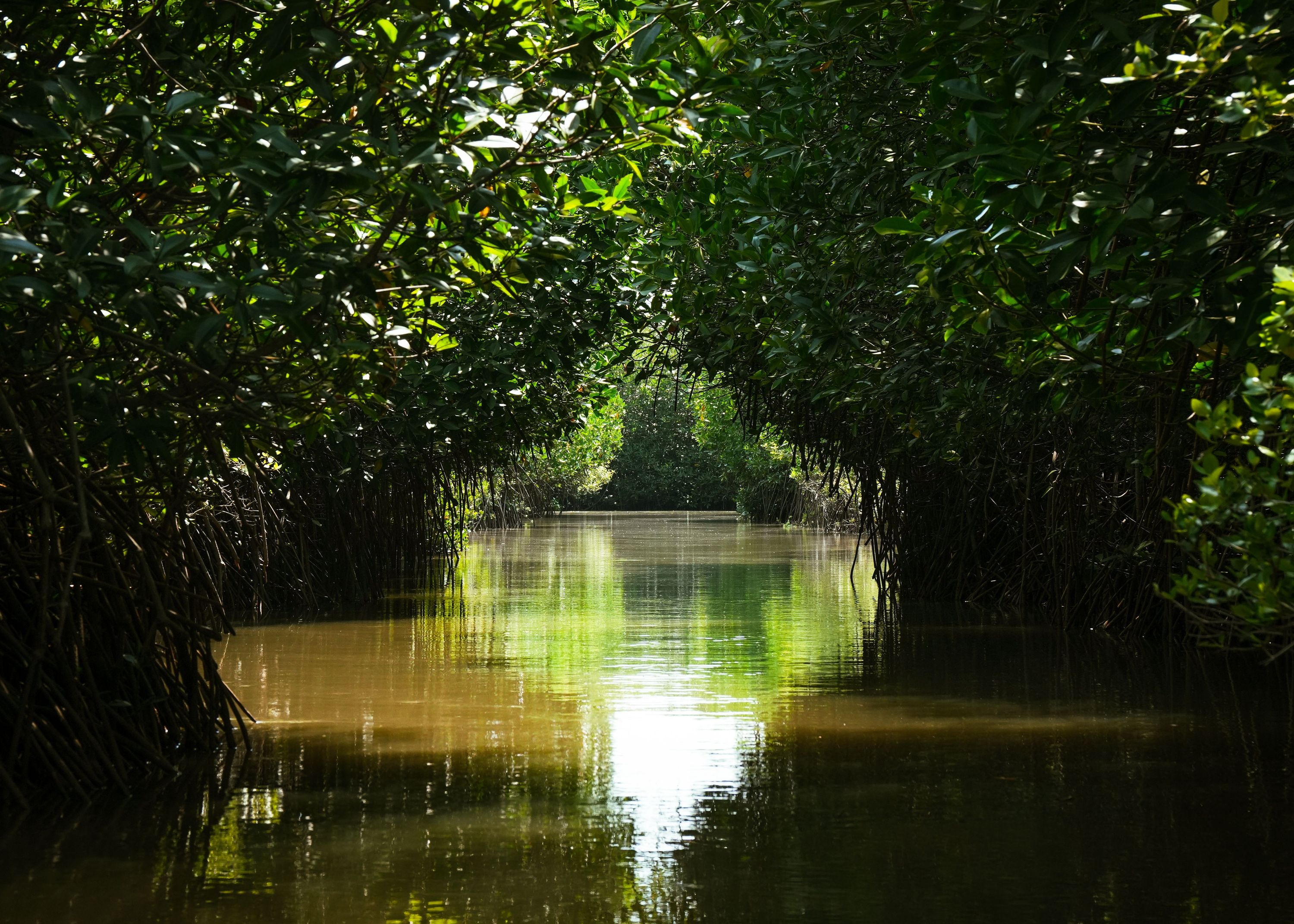 Baratang Island — photo 2