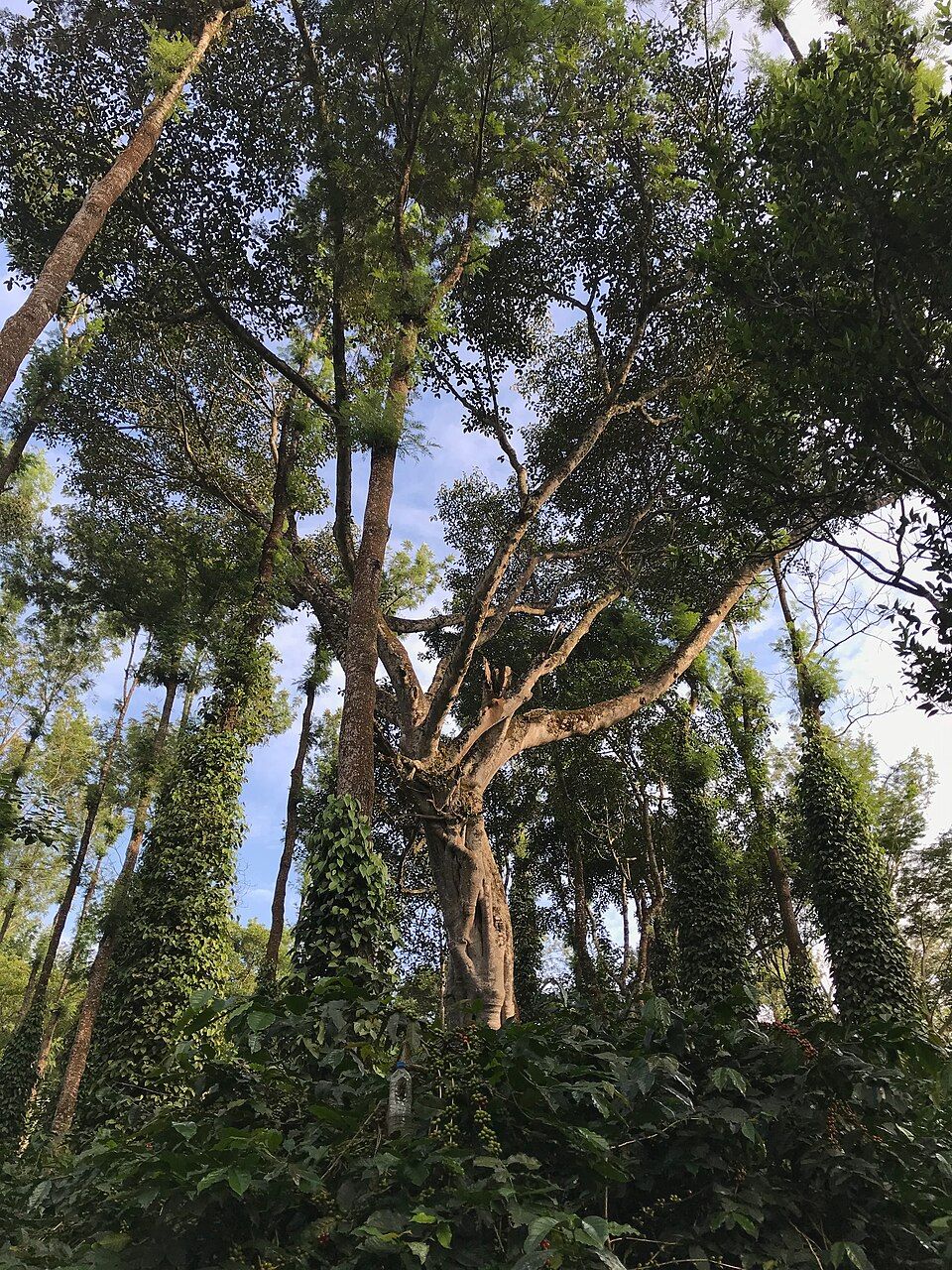 BR Hills, offbeat Karnataka — landscape view