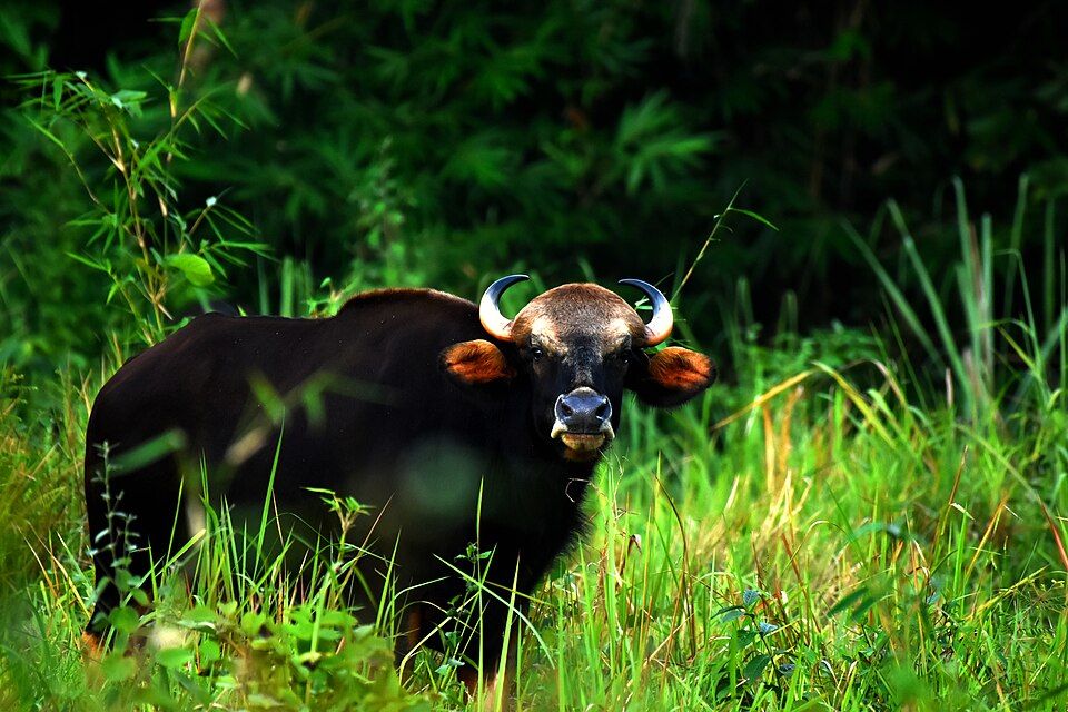 Trishna Wildlife Sanctuary, offbeat Tripura — landscape view