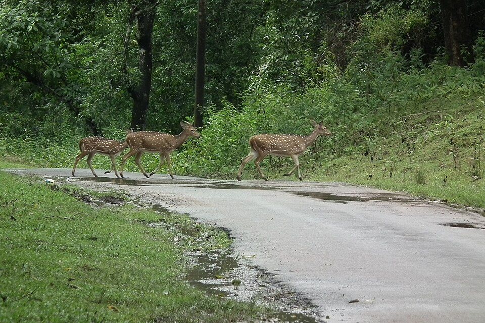 Bandipur and Nagarhole — photo 2