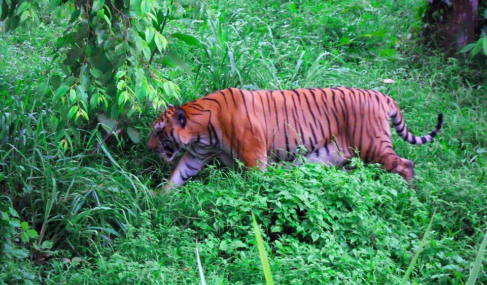 Sepahijala Wildlife Sanctuary — photo 2