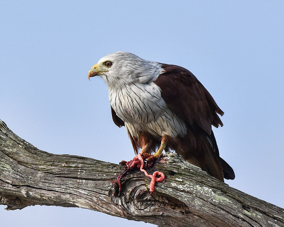 Kabini — photo 2