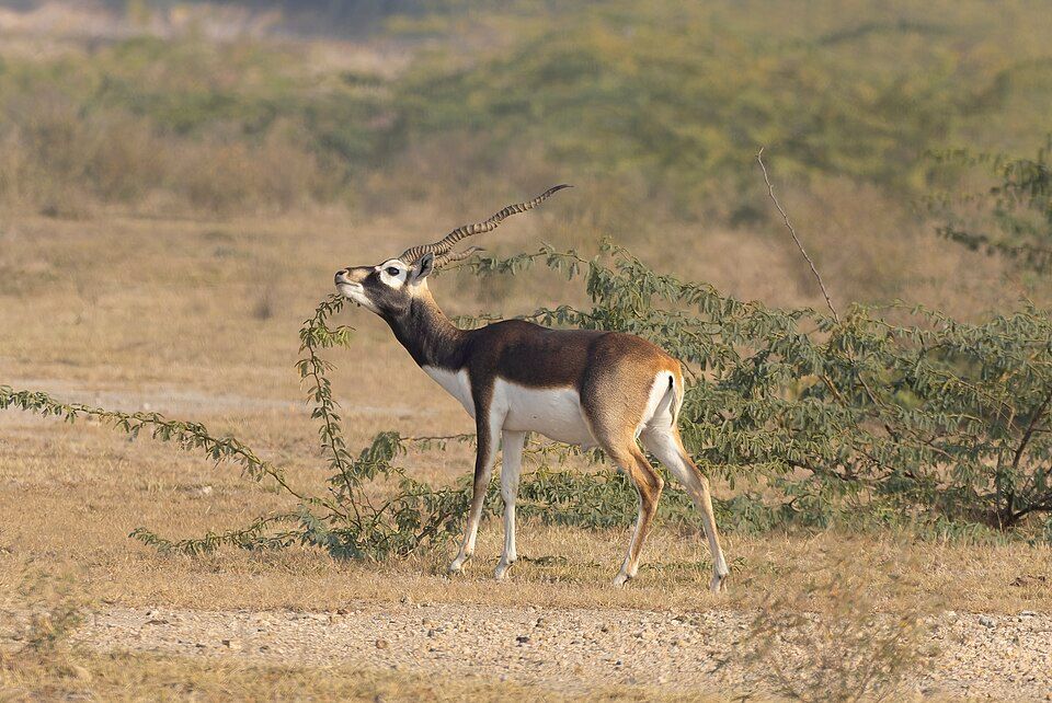 Tal Chhapar, offbeat Rajasthan — landscape view
