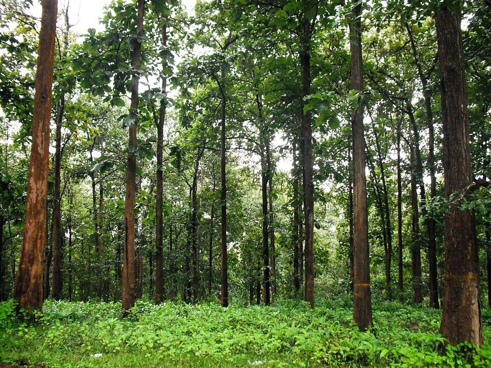 Tholpetty, offbeat Kerala — landscape view