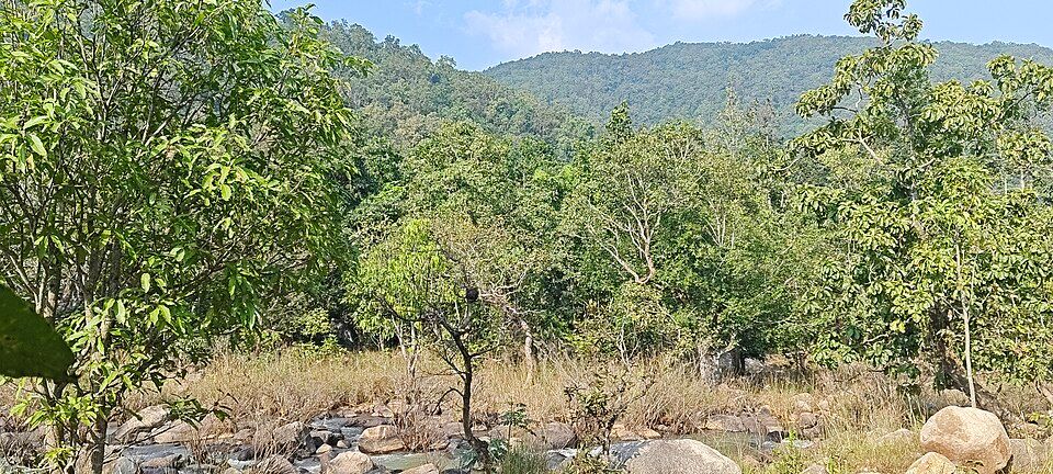 Betla National Park, offbeat Jharkhand — landscape view