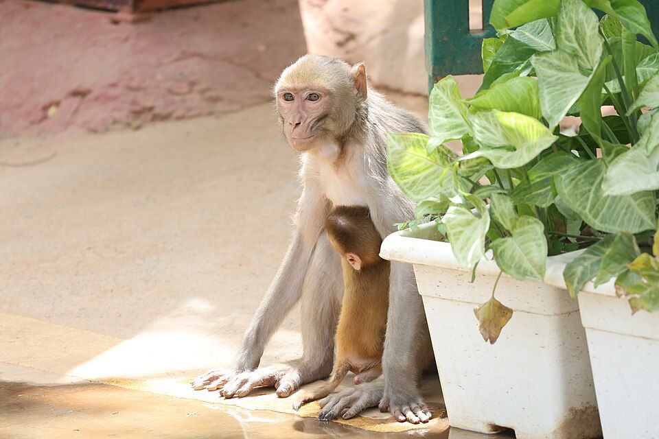 Asola Bhatti Wildlife Sanctuary, offbeat Delhi — landscape view