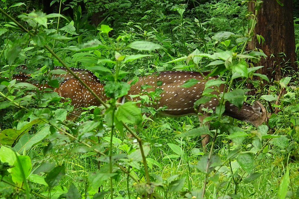 Bandipur and Nagarhole — photo 3