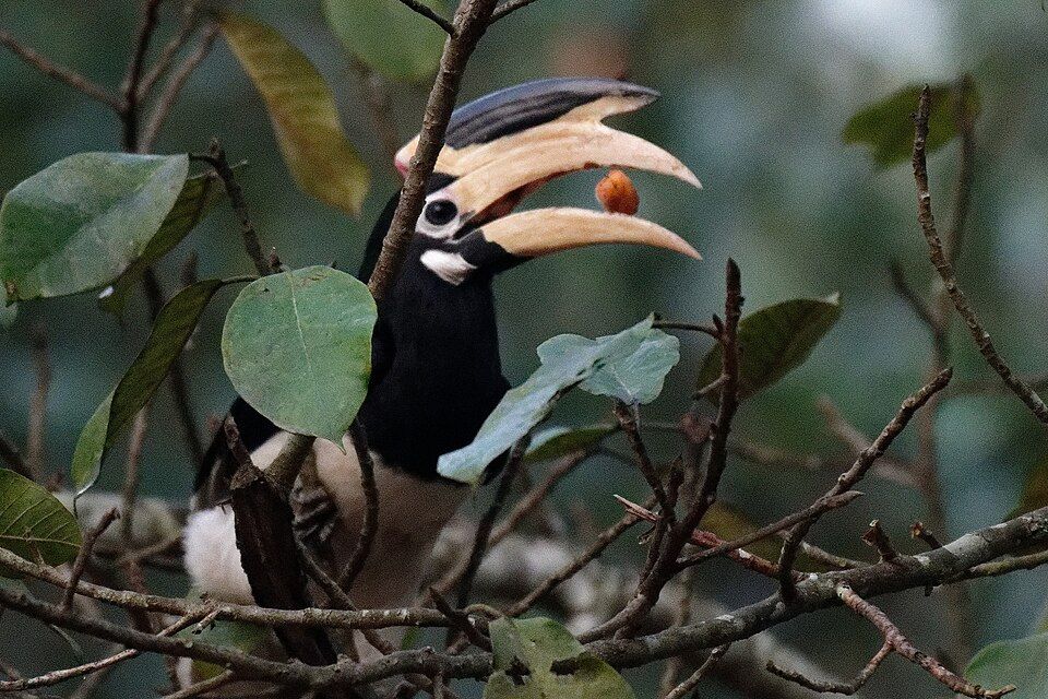 Dandeli — photo 3