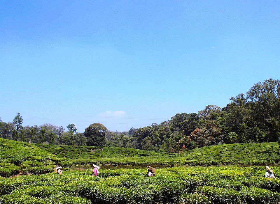Kuttikkanam, offbeat Kerala — landscape view