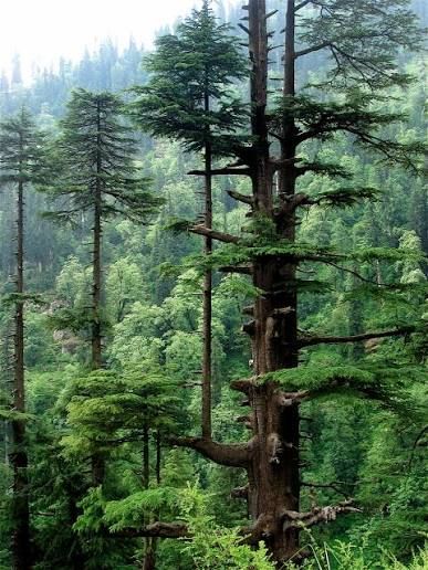 Lohaghat, offbeat Uttarakhand — landscape view