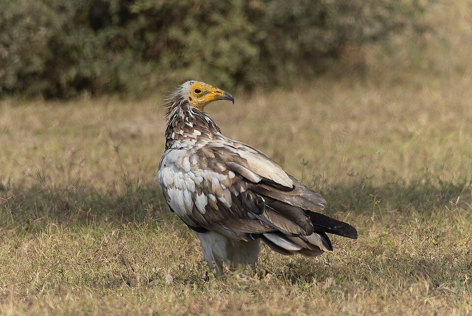Tal Chhapar — photo 3