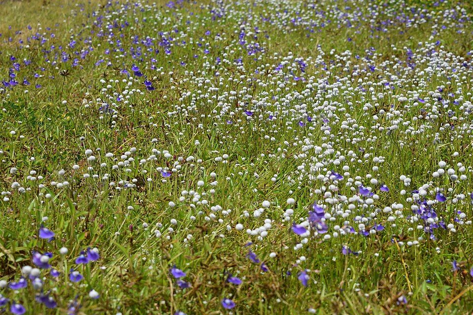Kaas Plateau, offbeat Maharashtra — landscape view