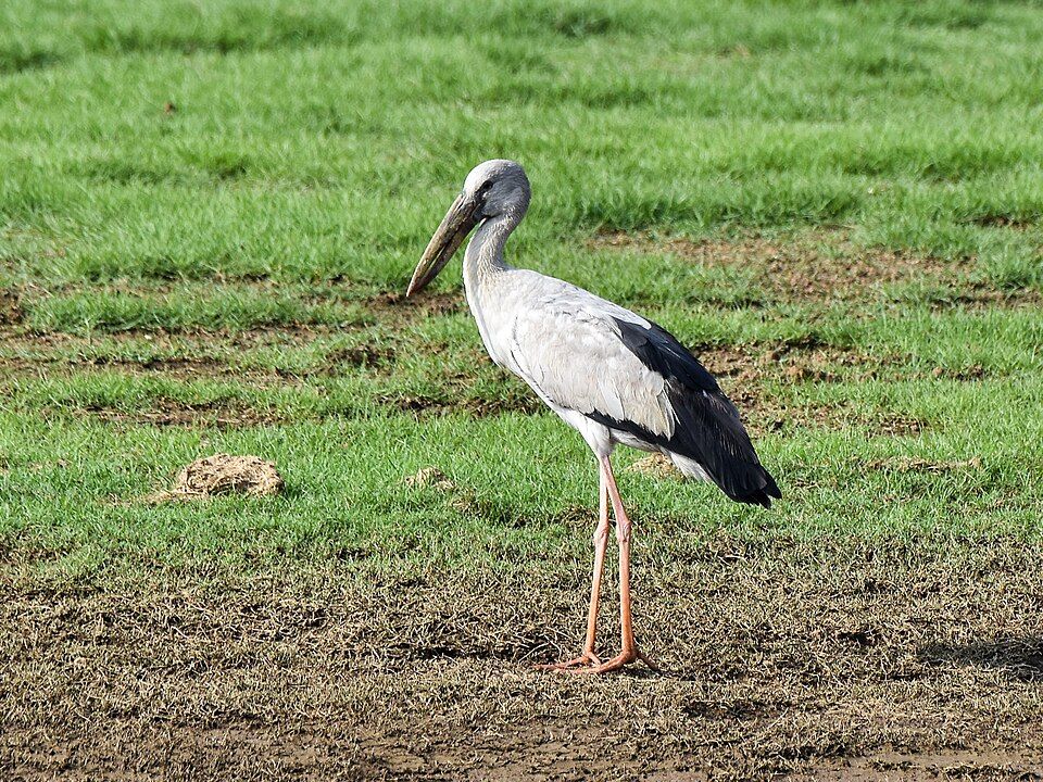 Kabini — photo 3