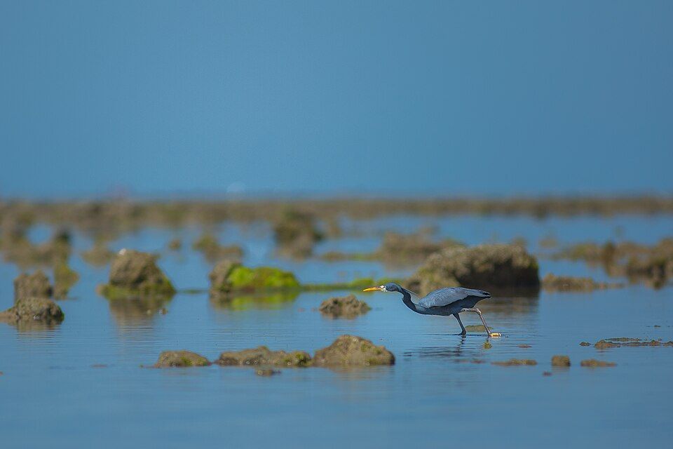 Narara Marine National Park, offbeat Gujarat — landscape view