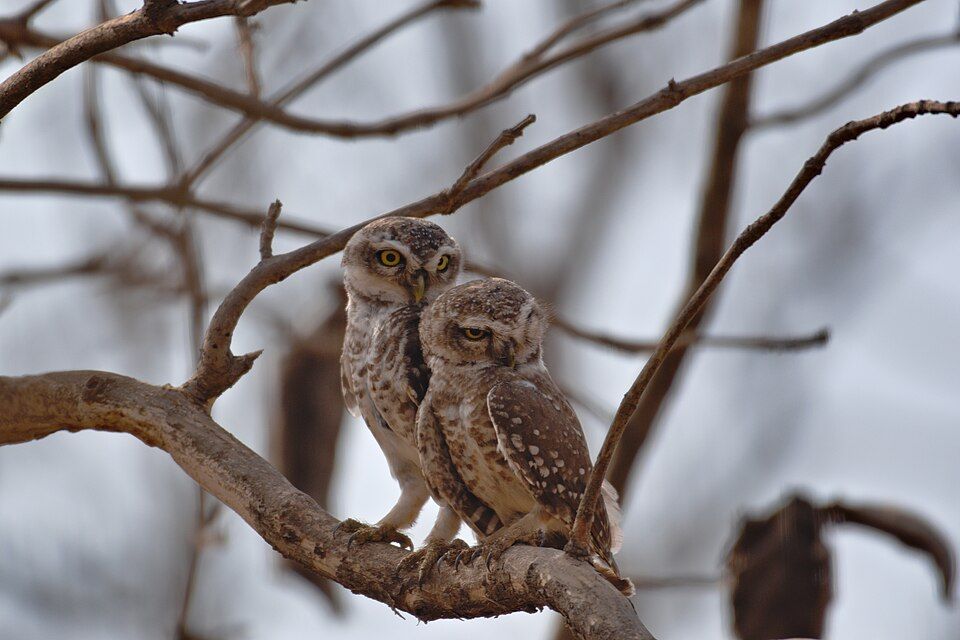 Gir National Park — photo 3