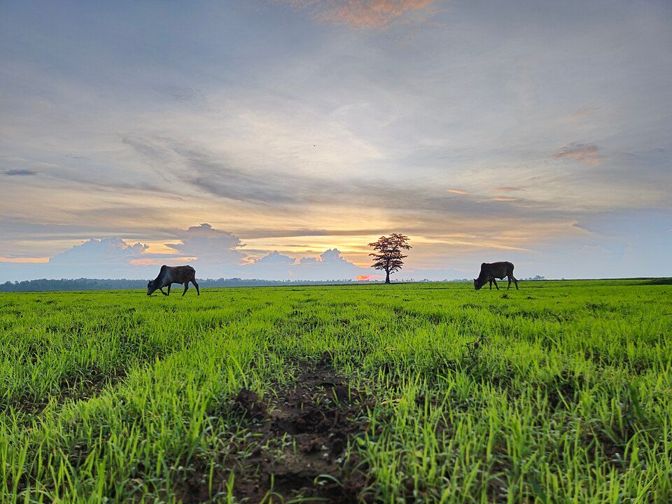 Mainpat, offbeat Chhattisgarh — landscape view