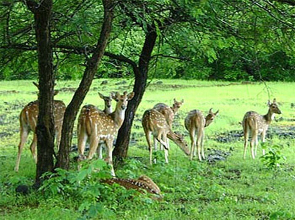 Barnawapara Wildlife Sanctuary, offbeat Chhattisgarh — landscape view