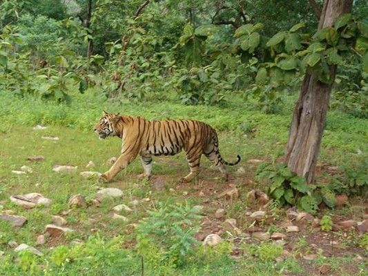 Chandoli National Park — photo 3