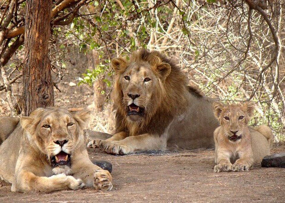 Gir National Park, offbeat Gujarat — landscape view