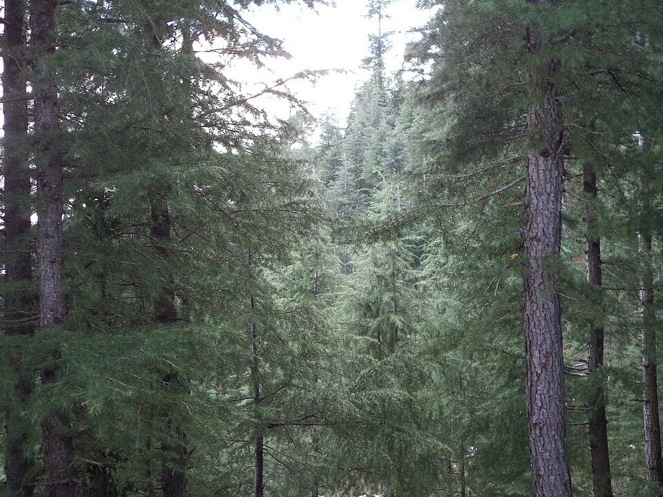 Betla National Park — photo 3