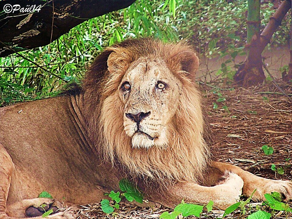 Vasona Lion Safari — photo 2