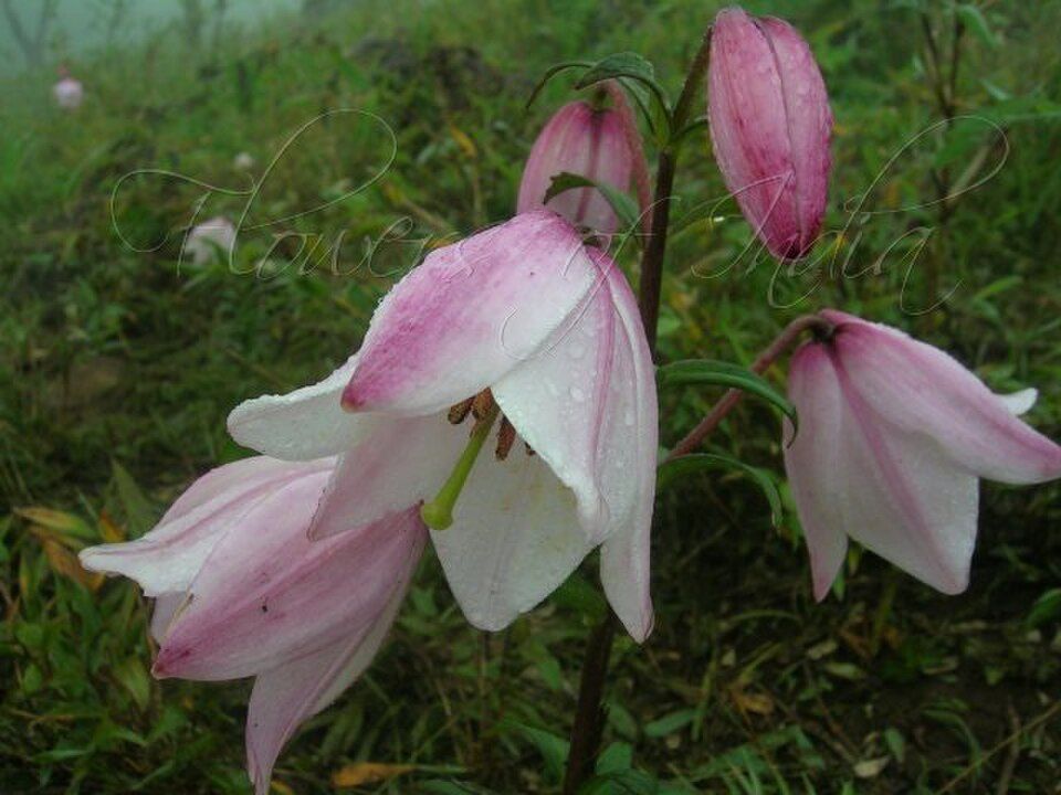 Shirui Hills, offbeat Manipur — landscape view