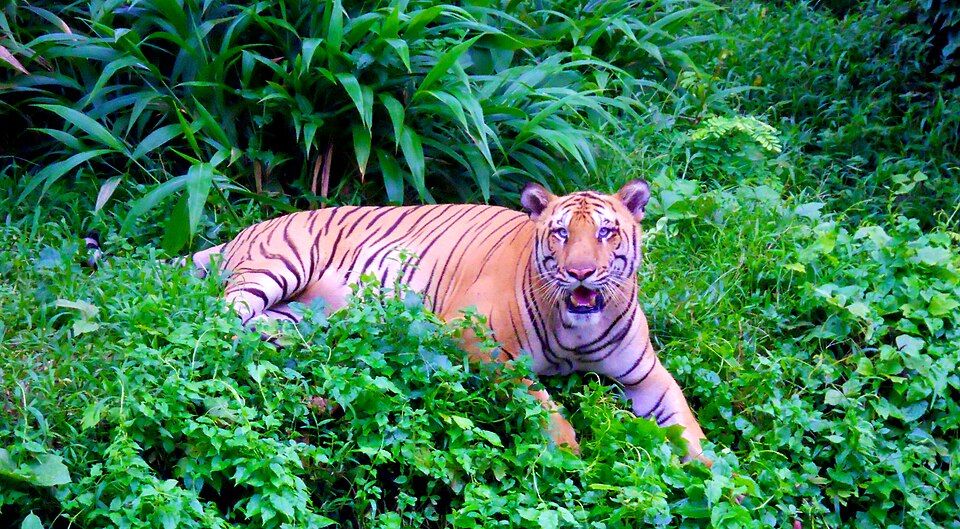 Sepahijala Wildlife Sanctuary, offbeat Tripura — landscape view