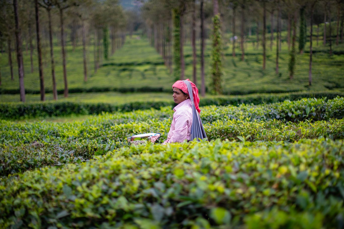 Short Kerala Escape - Hills, Wildlife & Backwaters | 4 Nights — 1N Munnar · 1N Munnar · 1N Thekkady · 1N Alleppey
