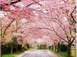 Cherry Blossom — 3N Shillong